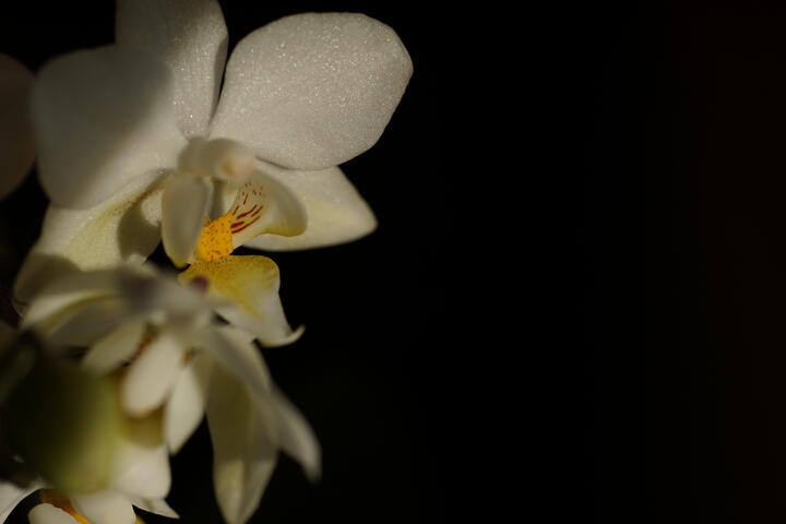 Homegrown orchid in evening sun