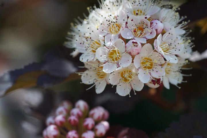 Mountain Laurel