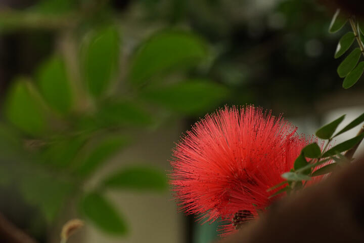 Flower in the Biltmore Estate Greenhouse